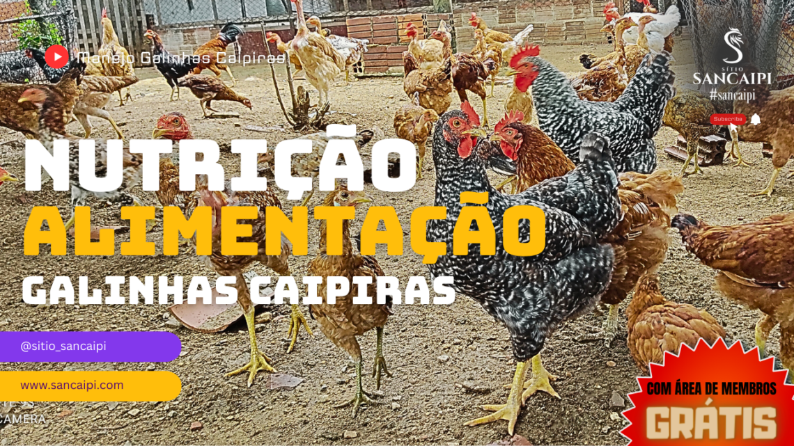 “Nutrição e alimentação na criação de galinhas caipiras: Estratégias para maximizar a produção”