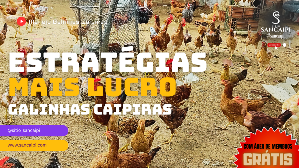 “Transformando sua criação de galinhas em um negócio rentável: Estratégias para aumentar os lucros”