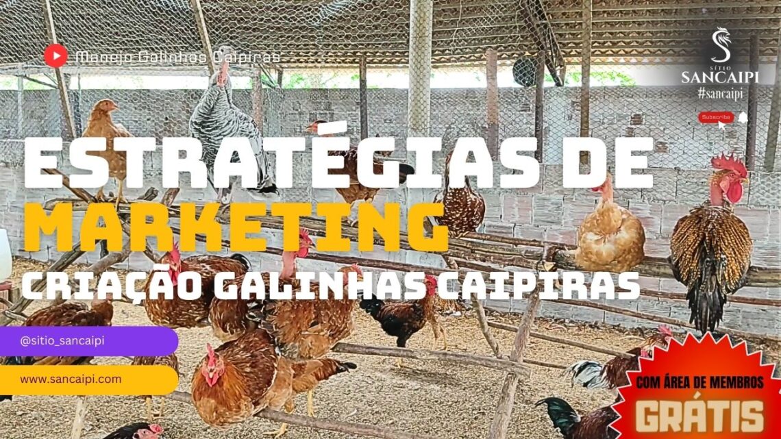 Estratégias de marketing para produtores de galinhas caipiras: Como atrair e fidelizar clientes