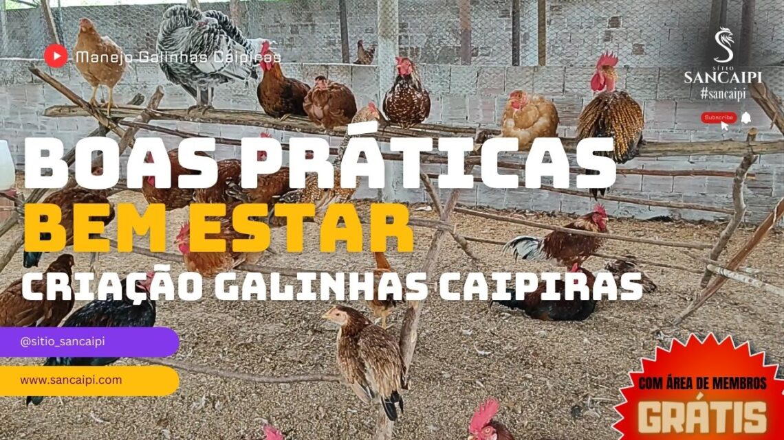 Boas práticas de bem-estar animal na criação de galinhas caipiras: Cuidando das suas aves e garantindo qualidade
