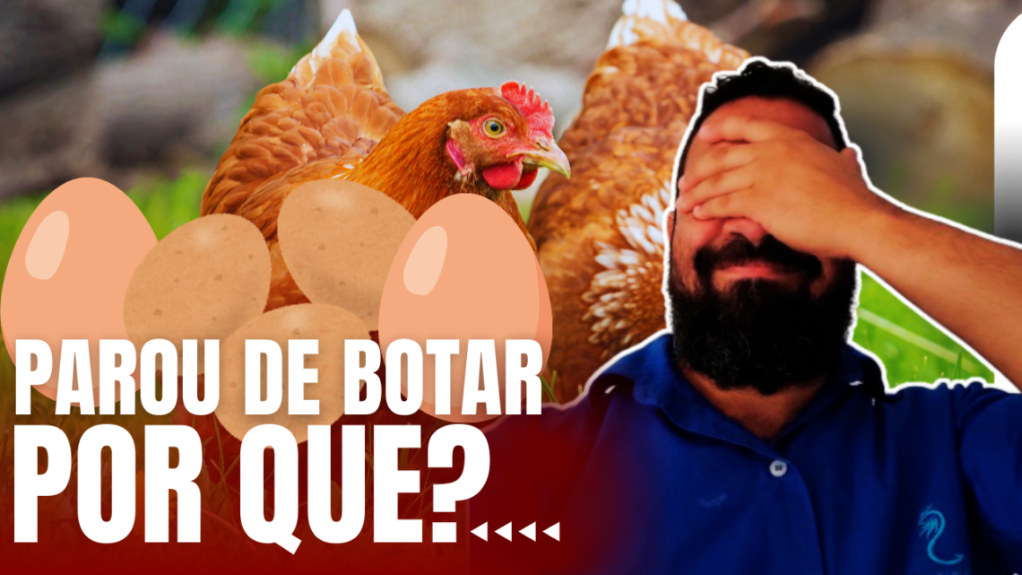 ð⚡ “Produção de Ovos em Queda? Descubra os 5 Principais Motivos e Como Resolver Agora!”