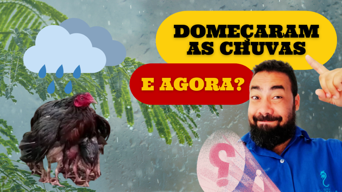 ð§️ð¨ CHUVAS CHEGANDO! Veja Como Evitar Problemas na Criação de Galinhas Caipiras ð⚠️