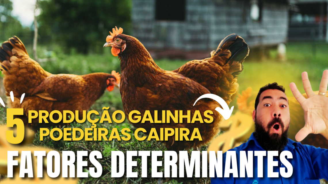 ð¨ Descubra os 5 Segredos ESSENCIAIS para Ter Galinhas Poedeiras que Botam MUITO! ð¥ð° [Você Vai se Surpreender com o #3!]